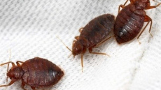 Blaktis mājoklī – efektīvākais veids, kā no tām atbrīvoties