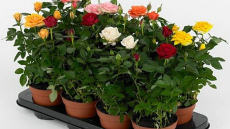 Kā parūpēties par podā iestādītu rozi pēc iegādes – tās saglabāsies ilgi