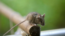 Kā mājās pamanīt peles: trīs pazīmes, kuras nevajadzētu ignorēt