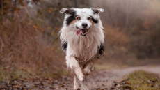 Horoskops 19. novembrim: Vērsim - liela piepūle, Svariem patīkams flirts