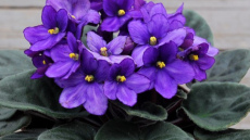 Vijolīšu brīnišķīgais spēks – ezotēriķi un psihologi tās iesaka novietot katrā mājā