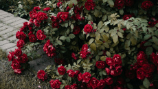 Dariet to ar savām rozēm pēc pirmajām salnām: tas tās pasargās visu ziemu