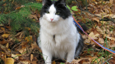 Horoskops 22. novembrim: Dvīņiem - izmaiņas, Ūdensvīram - ilgi gaidītā iespēja