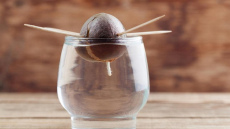 Tas ir iespējams – kā izaudzēt avokado no kauliņa mājas apstākļos