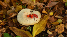 Horoskops 23. novembrim: Vērsim - sarežģīta diena, Ūdensvīram - vilšanās