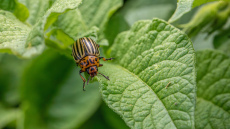 Kāpēc ķīmiskās vielas neiedarbojas pret Kolorādo kartupeļu vaboli -  un tautas metode, kura to praktiski iznīcina