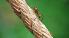 Kā atbrīvoties no skudrām dzīvoklī – 4 efektīvi veidi