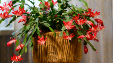 Vecmāmiņas Olgas triki, kā panākt maksimālu Ziemassvētku kaktusa ziedēšanu