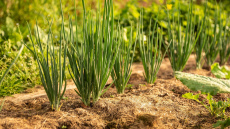 Nepalaidiet garām ideālo laiku: lūk, kad stādīt ziemas sīpolus agrai ražai