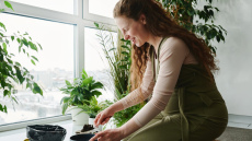 Vienkāršs līdzeklis, ko pievienot telpaugu podos ziemas laikā