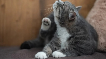 Uzziniet 1 minūtes laikā, vai jūsu mājdzīvniekam ir blusas - veterinārārsts sniedza vienkāršu padomu