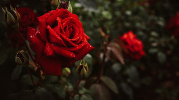 Rožu aizsardzība no sala: galvenie uzdevumi, kas jāveic novembrī