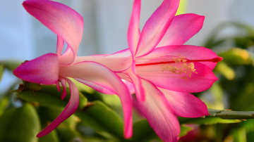 Ziemassvētku kaktuss uzziedēs pēc nedēļas, ja savās mājās to novietosiet šajā vietā