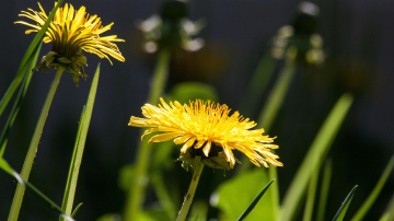 Vecmāmiņas pierakstos uzzināju, kā pienenes palīdz tomātiem iegūt lielu izmēru