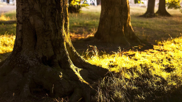 Kāpēc koku saknes izvirzās virszemē - svarīga zīme, kuru nevajadzētu ignorēt