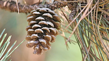 Horoskops 17. novembrim: Lauvai - patīkama relaksācija, Mežāzim - liekas rūpes