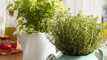 Viss, kas jāzina par to, kā izaudzēt svaigus zaļumus uz balkona