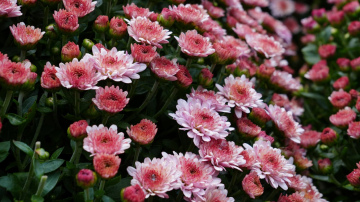 No vienas līdz simtam: kā viegli pavairot krizantēmas