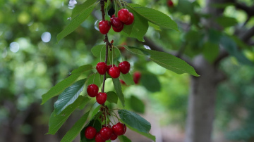 Dārznieki iesaka sagatavot ķiršus ziemai, lai iegūtu lielu ražu nākošajā gadā