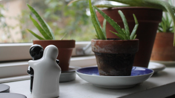 Alvejas mājas kopšanas pamatnoteikumi – tā augs tik liela, ka nebūs kur to likt