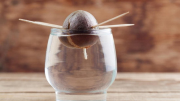 Tas ir iespējams – kā izaudzēt avokado no kauliņa mājas apstākļos