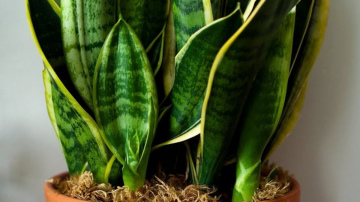 Līdakas aste – zīmes, ticējumi un kopšanas noteikumi