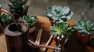 Pastāstīsim, kāpēc telpaugi sāk iznīkt, kad tiek ieslēgta apkure