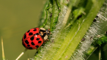 Mārīšu pārsteidzošie noslēpumi - kāpēc tās ir vajadzīgas jūsu dārzā
