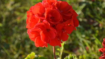 Es pārtraucu ziemā barot pelargoniju un augs atdzīvojās