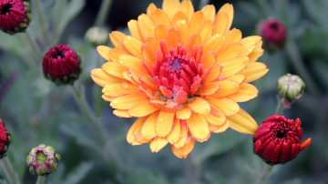 Labākais laiks krizantēmu stādīšanai: tās ziedēs vairākus gadus pēc kārtas