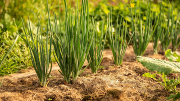 Nepalaidiet garām ideālo laiku: lūk, kad stādīt ziemas sīpolus agrai ražai