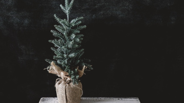 Vienkāršs veids kā atbrīvot Ziemassvētku eglīti no zirnekļiem