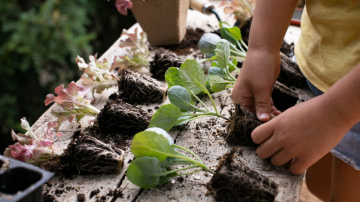 Stādu laistīšana ar tējas lapām - efekts ir manāms jau pēc pirmās barošanas