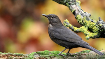 Horoskops 30. novembrim: Aunam ir spoža ideja, Dvīņiem ir vesela kaudze problēmu