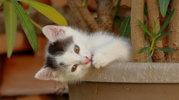 Kad kaķis ir dārznieks - kā neļaut mājdzīvniekam rakāties puķu podos