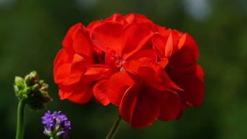 Es atradu vienkāršu veidu, kā atdzīvināt vīstošu ģerāniju ziemā — tikai vienu karoti zem saknes