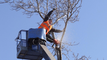 Dārznieki dalās pieredzē kā droši apgriezt kokus ziemā, lai dārzs nepasliktinātos vienas sezonas laikā