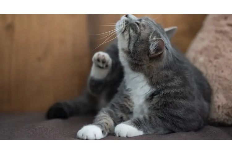 Uzziniet 1 minūtes laikā, vai jūsu mājdzīvniekam ir blusas - veterinārārsts sniedza vienkāršu padomu