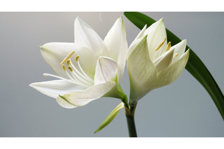 Mana miera lilija nekad neziedēja, līdz es to pabaroju ar vienu virtuves atkritumu priekšmetu – tagad tai ir 10 ziedi