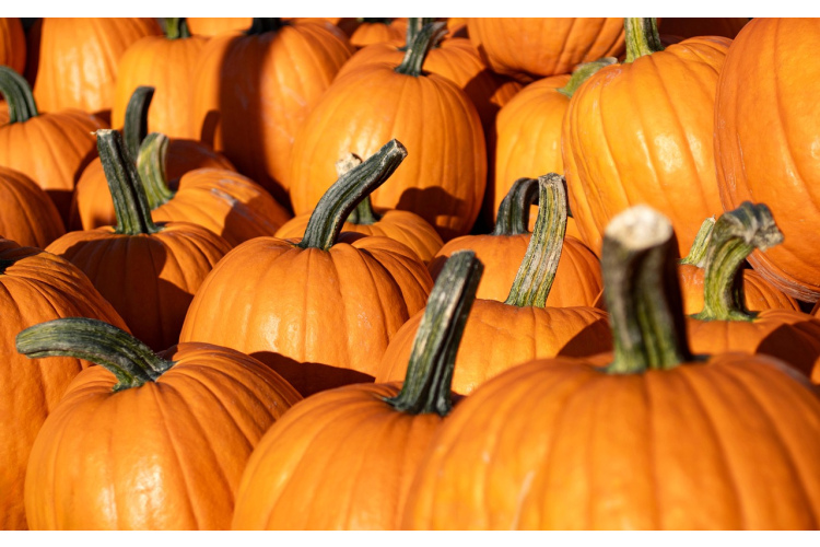 3 garšīgi un vienkārši ēdieni ar ķirbi – pagatavojami 30 minūtēs