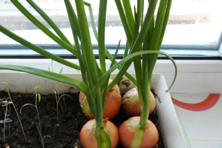 Vieglākais veids, kā izaudzēt sīpollokus uz palodzes – izdosies pat bērniem