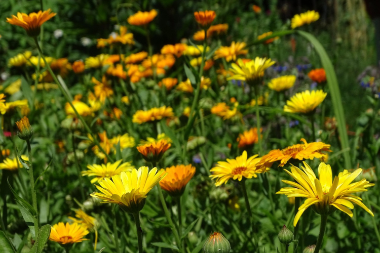 Ziedi, kas pasargās jūsu dārzu no kaitēkļiem - ieplānojiet to stādīšanu