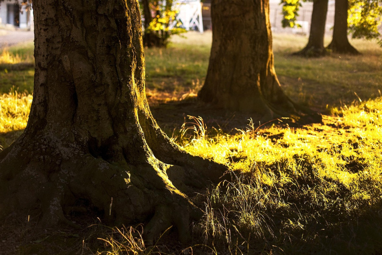 Kāpēc koku saknes izvirzās virszemē - svarīga zīme, kuru nevajadzētu ignorēt