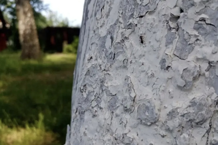 Kāpēc koku stumbrus krāsot zilā krāsā - jauna dārzkopības tendence vai kaitēkļu apkarošana