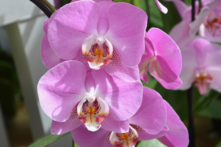 Orhidejas ziemā ziedēs bagātīgi, ja tagad izdarīsiet vienu lietu