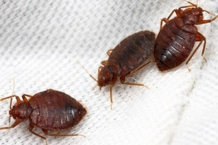 Blaktis mājoklī – efektīvākais veids, kā no tām atbrīvoties