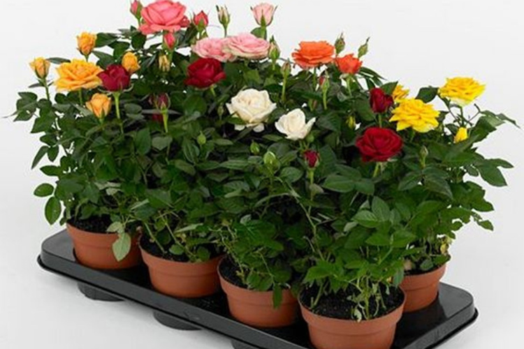 Kā parūpēties par podā iestādītu rozi pēc iegādes – tās saglabāsies ilgi