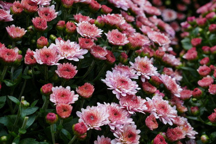 No vienas līdz simtam: kā viegli pavairot krizantēmas