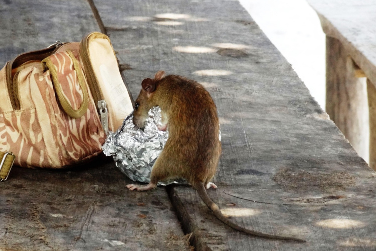 Noderīgi padomi cīņā ar žurkām – padzeniet kaitēkļus no savas mājas pavisam