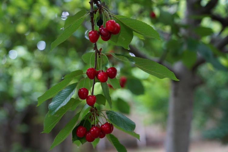 Dārznieki iesaka sagatavot ķiršus ziemai, lai iegūtu lielu ražu nākošajā gadā